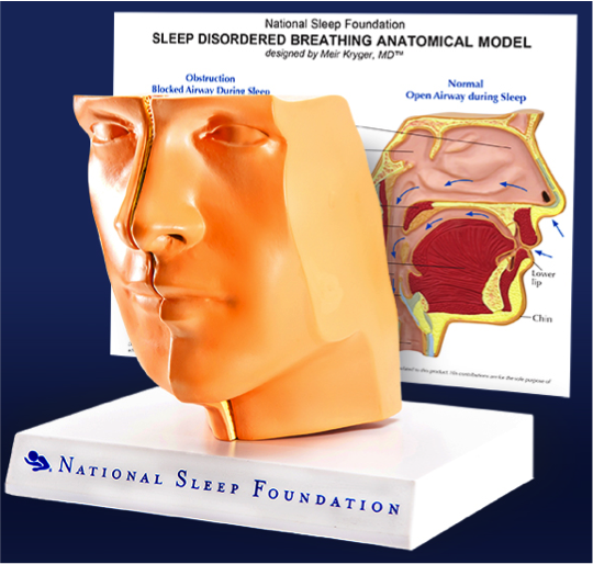 La National Sleep Foundation lancia il nuovo modello anatomico respiratorio per i disturbi del sonno™